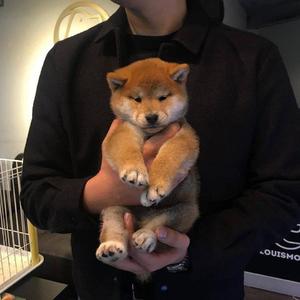 美女裸体被日网站
